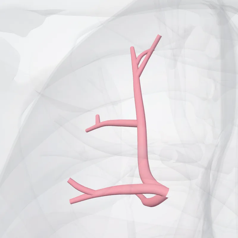 Vena posterior pulmonis dextri (Posterior vein of right lung) hervorgehoben in einem 3D-Modell des menschlichen Körpers