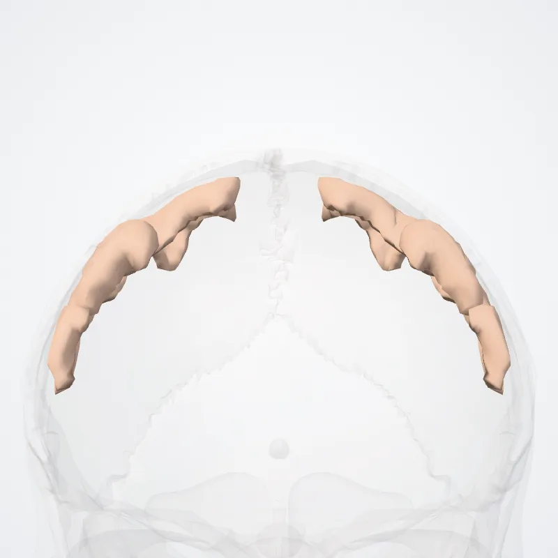 Precentral gyrus (Gyrus precentralis) highlighted in a 3D model of the human body