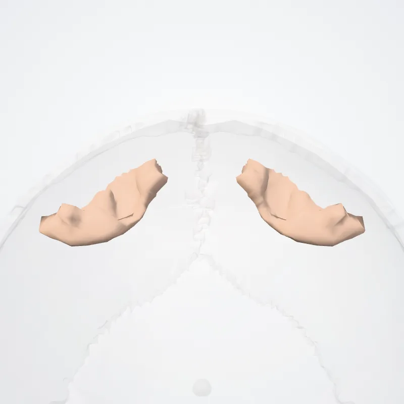 Precentral sulcus (Superior part)* hervorgehoben in einem 3D-Modell des menschlichen Körpers