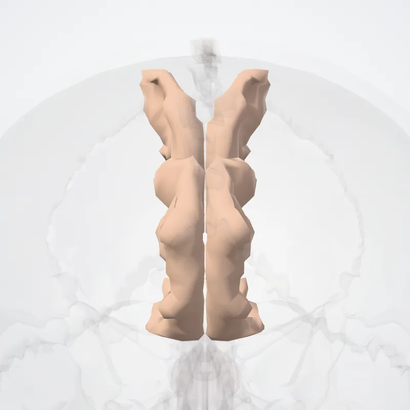 Precuneus highlighted in a 3D model of the human body