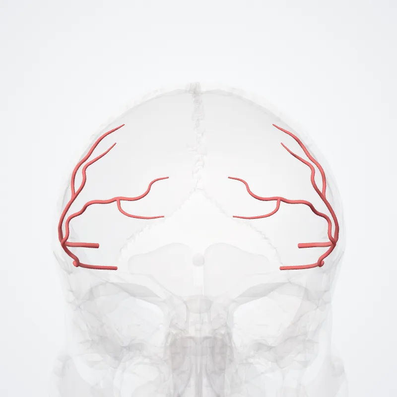 Prefrontal artery highlighted in a 3D model of the human body