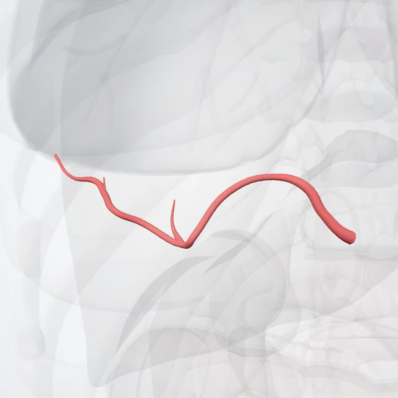 Proper hepatic artery (Arteria hepatica propria) highlighted in a 3D model of the human body