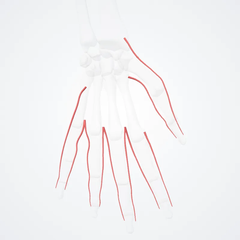 Arteriae digitales palmares propriae (Proper palmar digital arteries) hervorgehoben in einem 3D-Modell des menschlichen Körpers