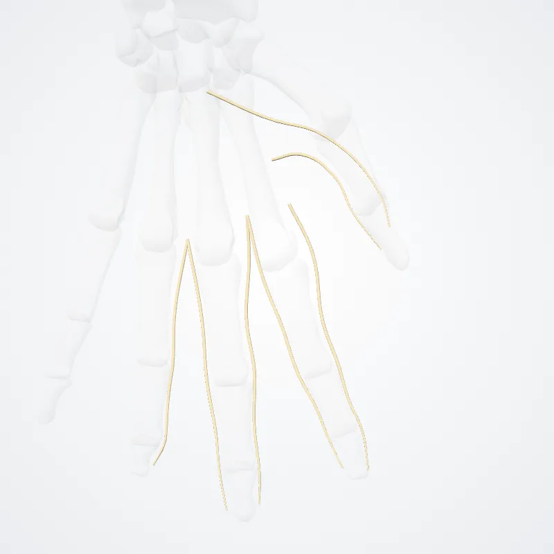 Rami digitales palmares proprii nervi mediani (Proper palmar digital branches of median nerve) hervorgehoben in einem 3D-Modell des menschlichen Körpers