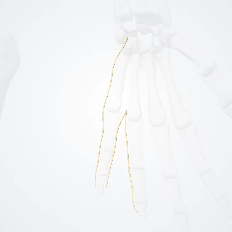 Rami digitales palmares proprii nervi ulnaris (Proper palmar digital branches of ulnar nerve) hervorgehoben in einem 3D-Modell des menschlichen Körpers