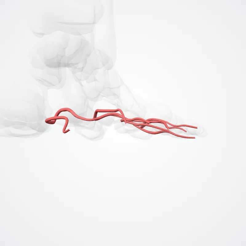 Arteriae digitales plantares propriae (Proper plantar digital arteries) hervorgehoben in einem 3D-Modell des menschlichen Körpers