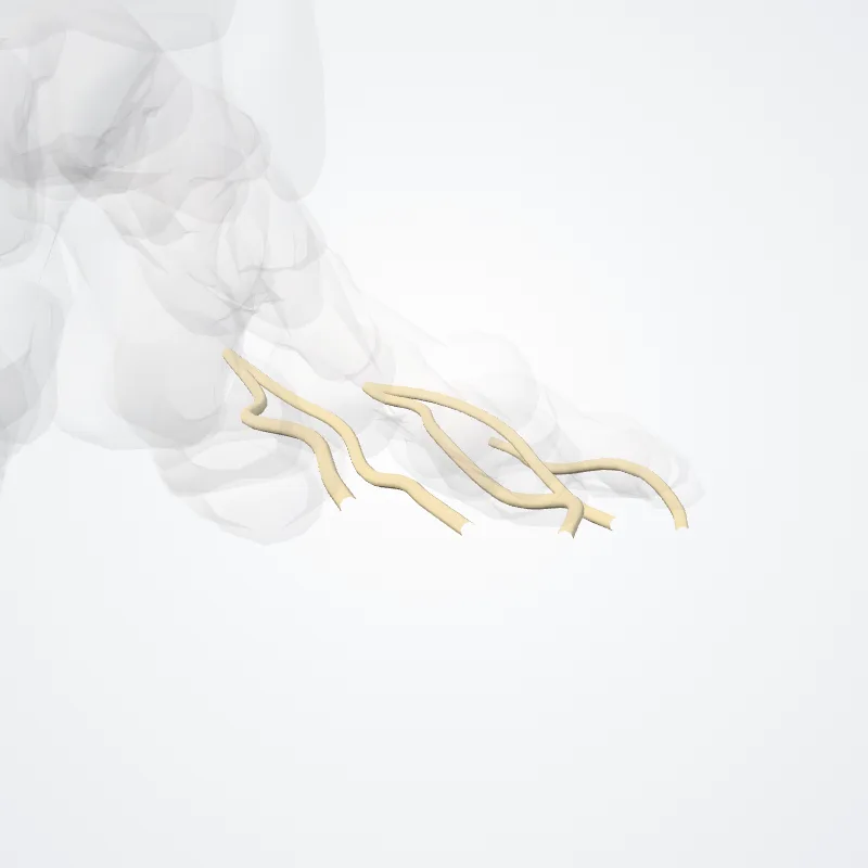 Rami digitales plantares proprii nervi plantaris lateralis (Proper plantar digital branches of lateral plantar nerve) hervorgehoben in einem 3D-Modell des menschlichen Körpers