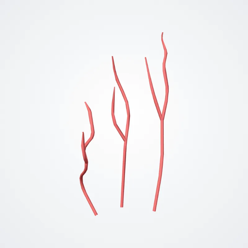 Proximal lateral striate branches hervorgehoben in einem 3D-Modell des menschlichen Körpers