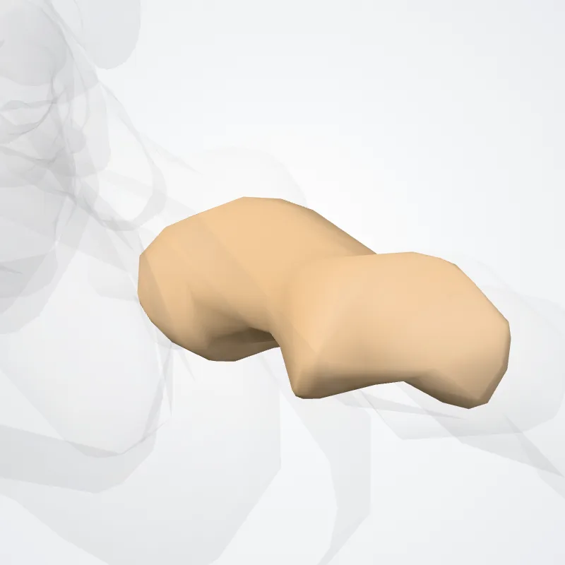 Phalanx proximalis quintum digitorum pedis (Proximal phalanx of fifth finger of foot) hervorgehoben in einem 3D-Modell des menschlichen Körpers