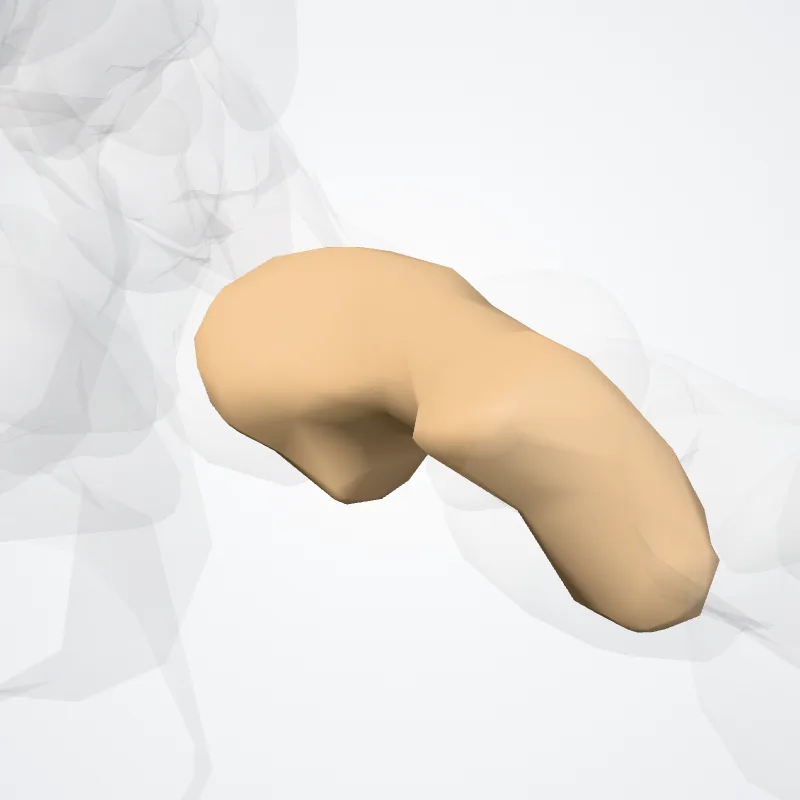 Proximal phalanx of fourth finger of foot (Phalanx proximalis quartum digitorum pedis) highlighted in a 3D model of the human body
