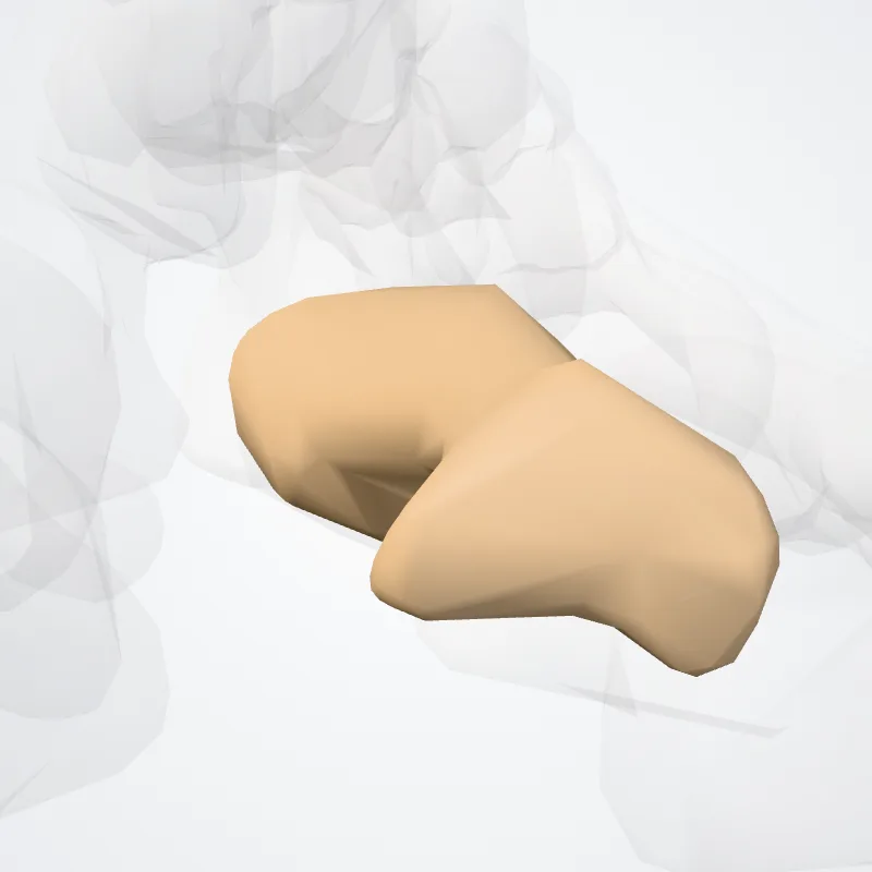 Proximal phalanx of second finger of foot (Phalanx proximalis secundum digitorum pedis) highlighted in a 3D model of the human body