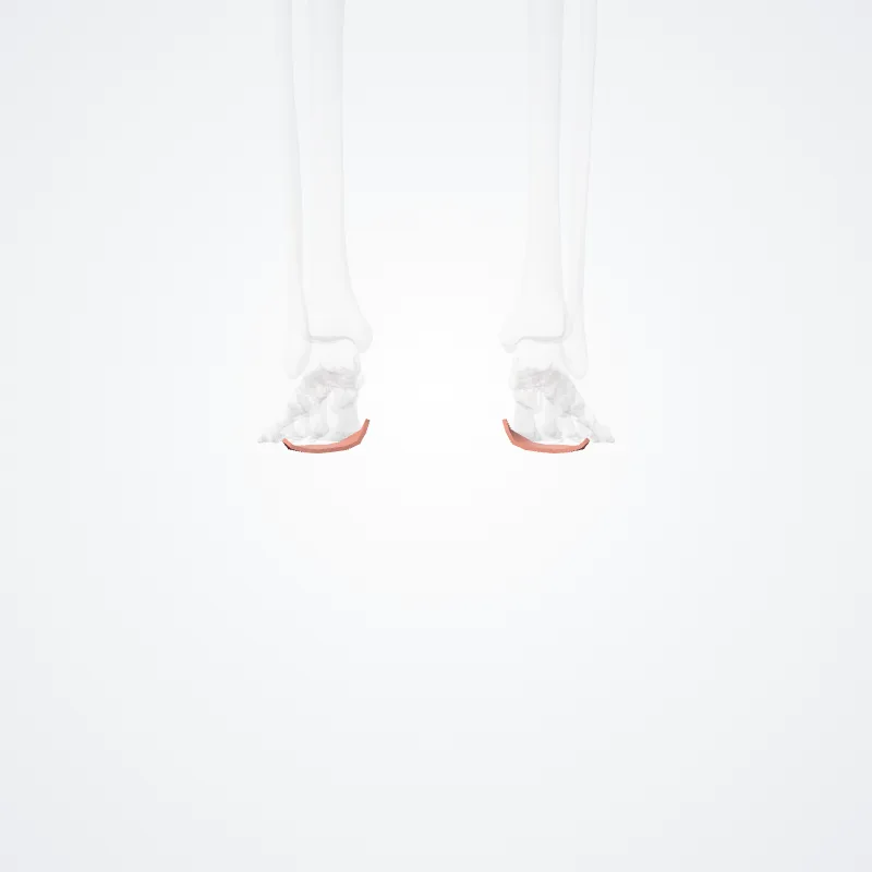 Arcus transversus proximalis (Proximal transverse arch of foot) hervorgehoben in einem 3D-Modell des menschlichen Körpers