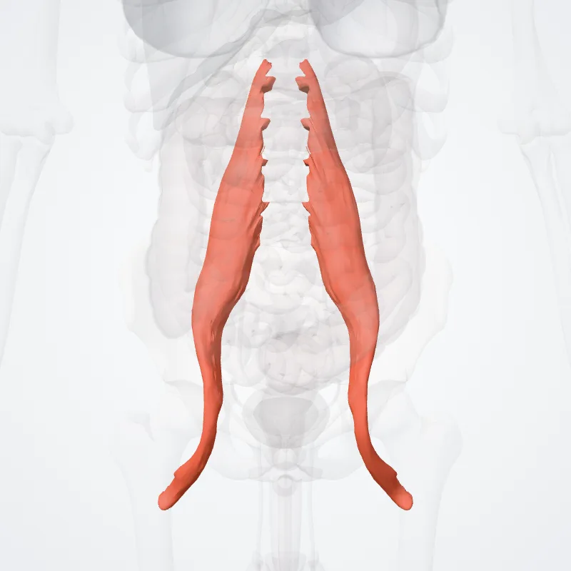 Psoas major hervorgehoben in einem 3D-Modell des menschlichen Körpers