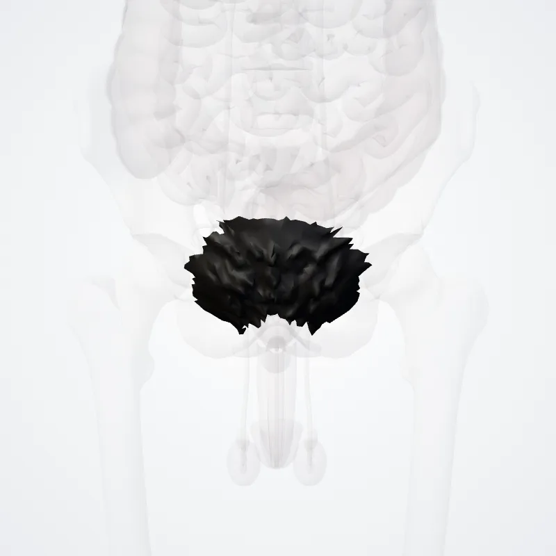 Pubic hairs (Pubes) highlighted in a 3D model of the human body