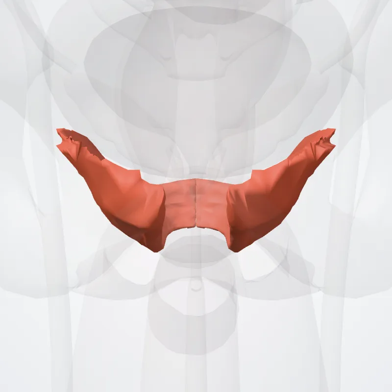 Musculus puboanalis (Pubo-analis muscle) hervorgehoben in einem 3D-Modell des menschlichen Körpers