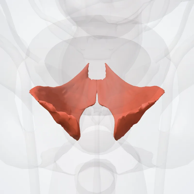 Pubococcygeus muscle (Musculus pubococcygeus) highlighted in a 3D model of the human body