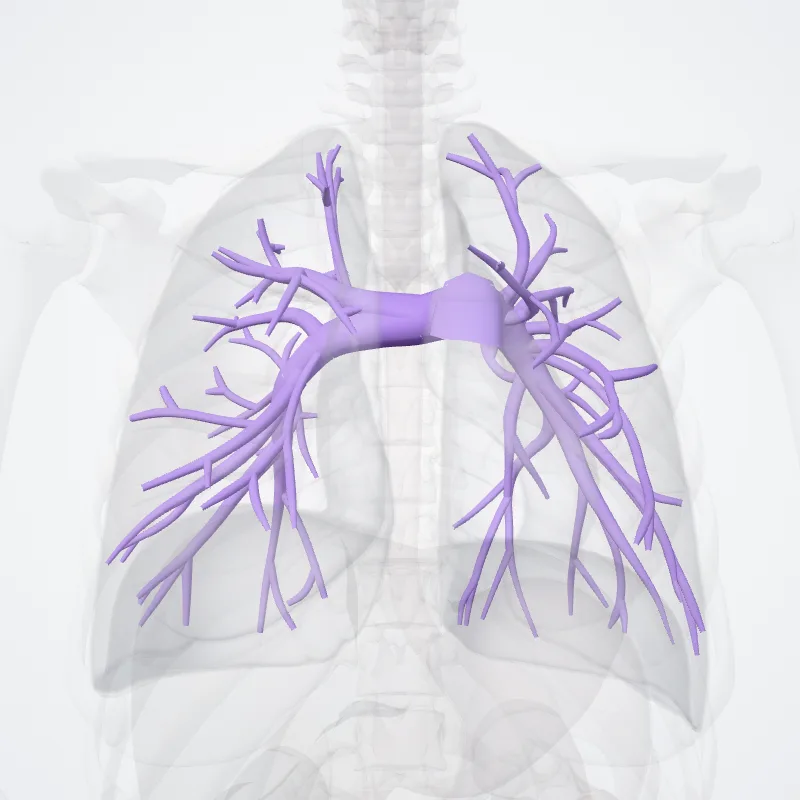 Arteriae pulmonales (Pulmonary arteries) hervorgehoben in einem 3D-Modell des menschlichen Körpers