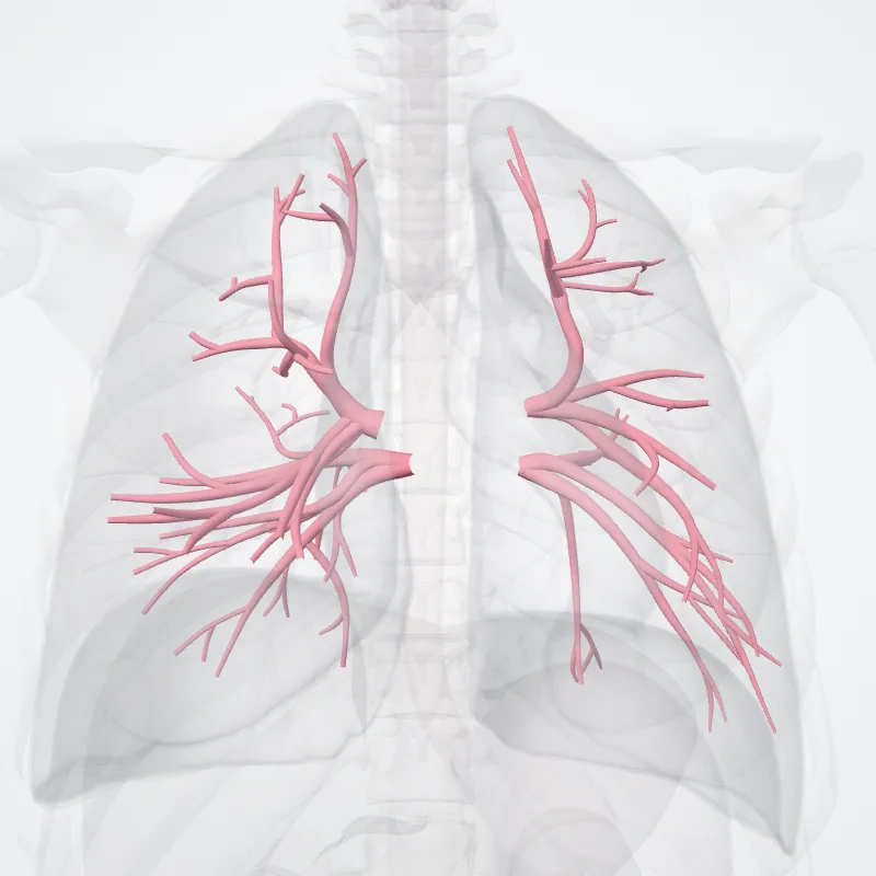 Venae pulmonales (Pulmonary veins) hervorgehoben in einem 3D-Modell des menschlichen Körpers