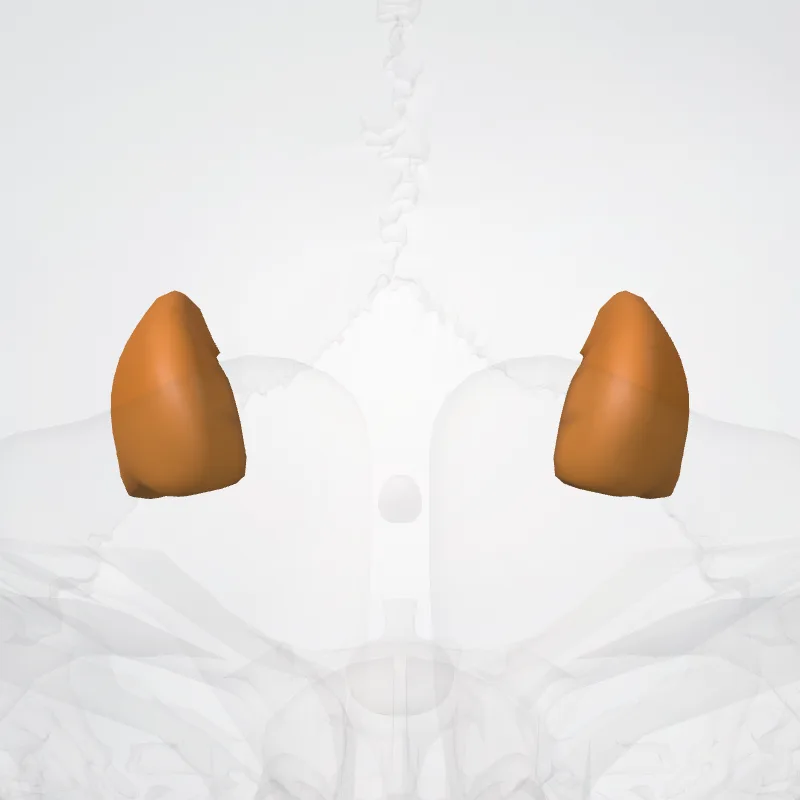 Putamen hervorgehoben in einem 3D-Modell des menschlichen Körpers