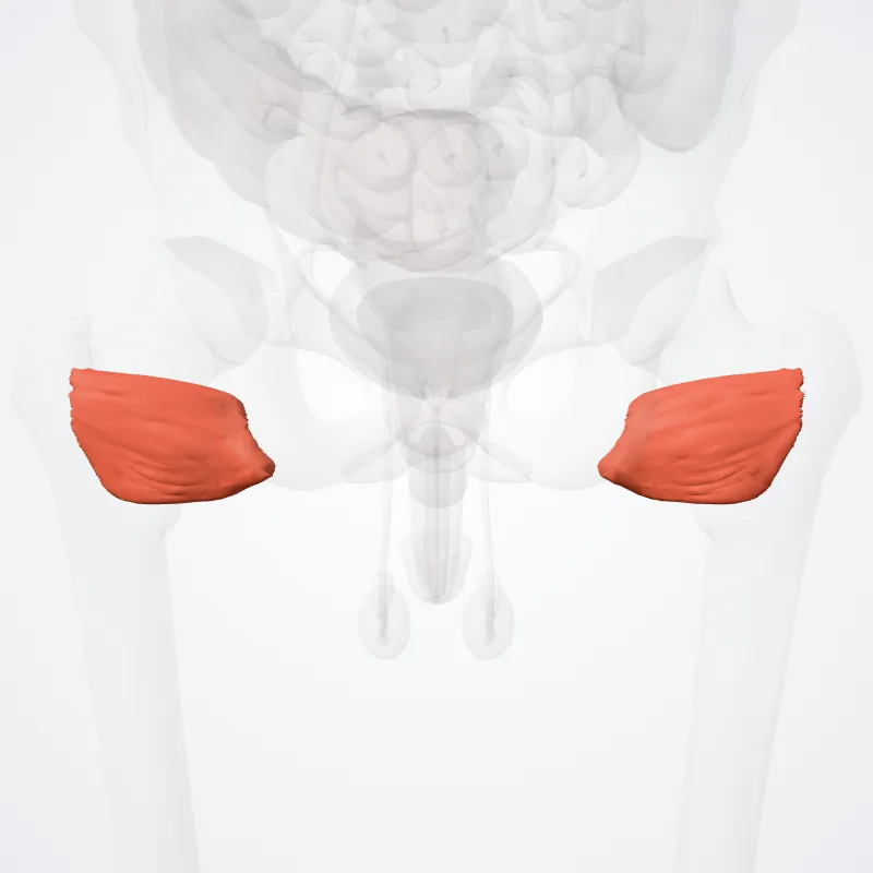 Musculus quadratus femoris (Quadratus femoris muscle) hervorgehoben in einem 3D-Modell des menschlichen Körpers