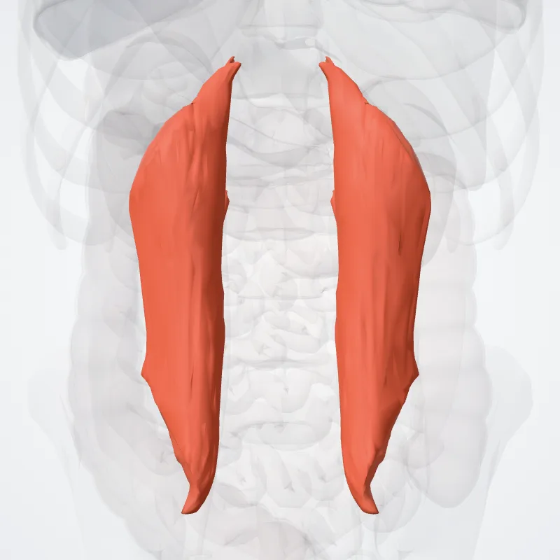 Quadratus lumborum muscle (Musculus quadratus lumborum) highlighted in a 3D model of the human body
