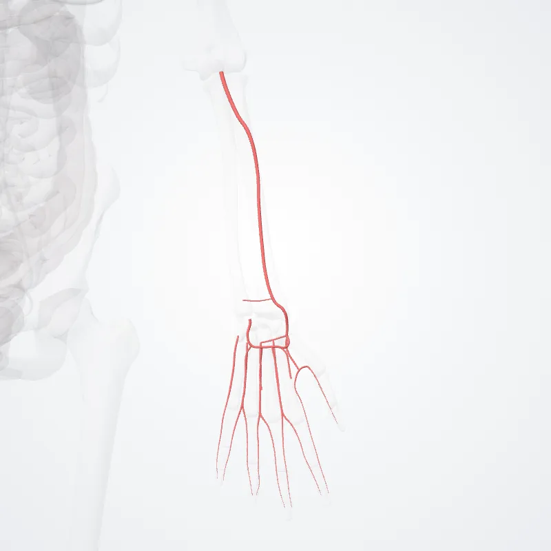 Radial artery (Arteria radialis) highlighted in a 3D model of the human body