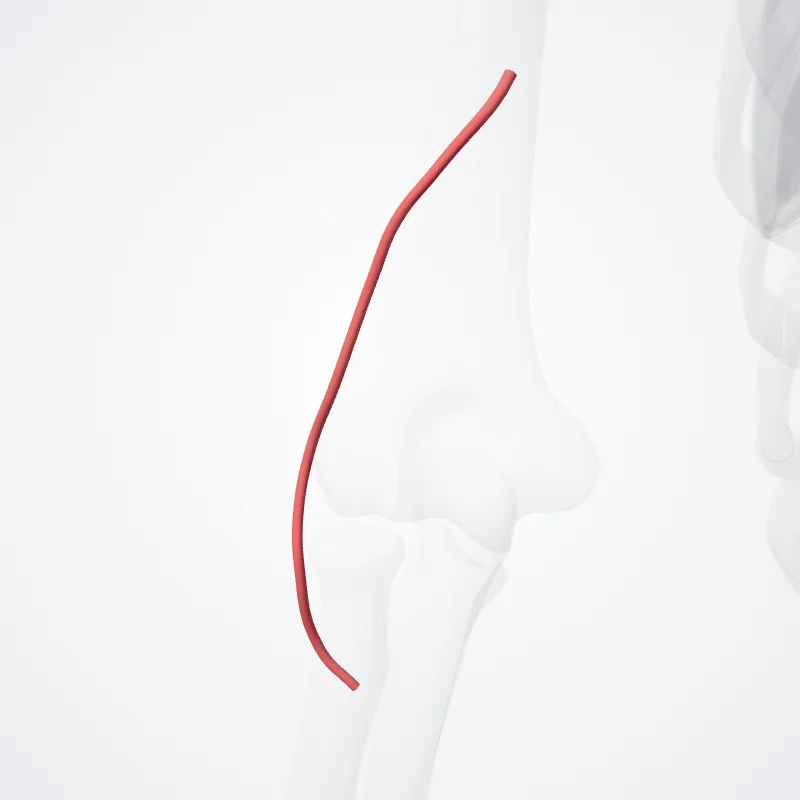 Radial collateral artery (Arteria collateralis radialis) highlighted in a 3D model of the human body