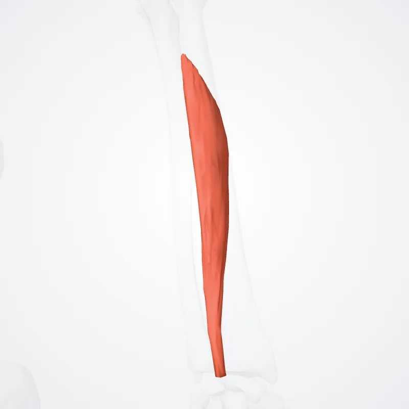 Radial head of flexor digitorum superficialis (Caput radiale flexoris superficialis digitorum) highlighted in a 3D model of the human body