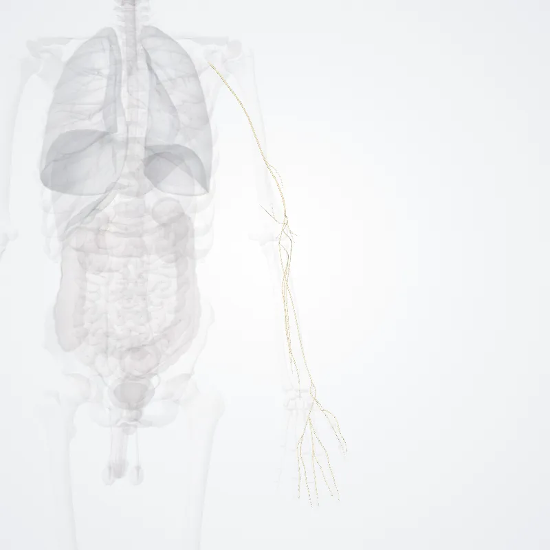 Nervus radialis (Radial nerve) hervorgehoben in einem 3D-Modell des menschlichen Körpers