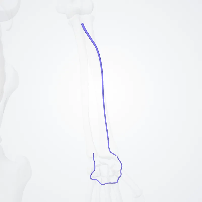 Radial veins (Venae radiales) highlighted in a 3D model of the human body