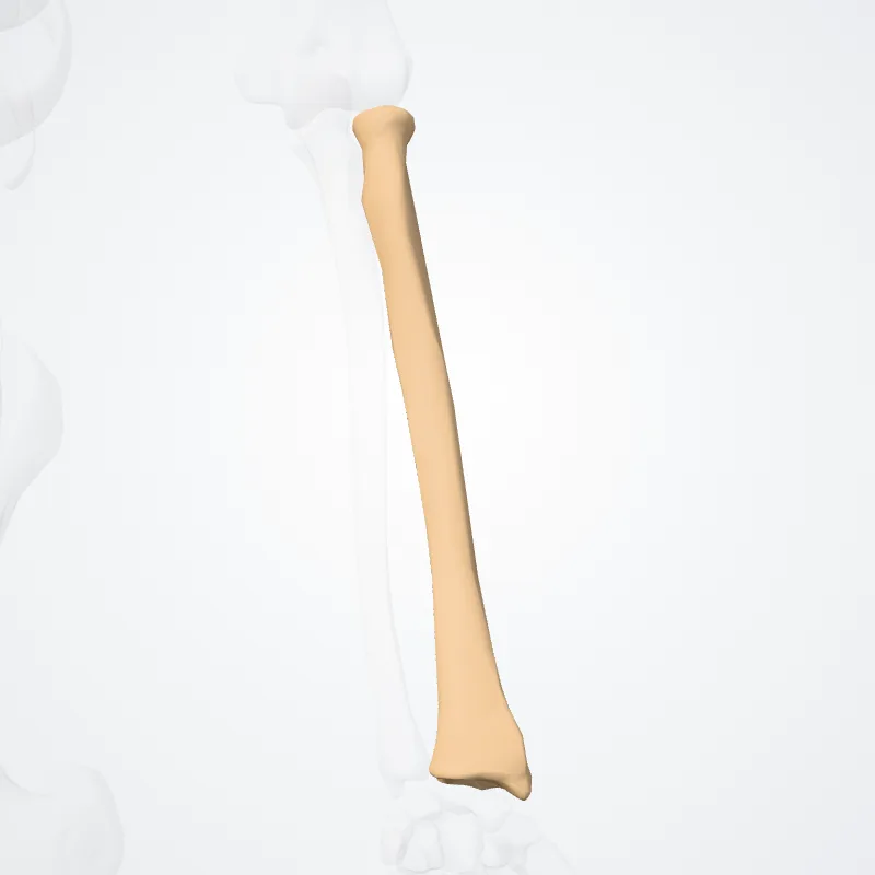 Radius hervorgehoben in einem 3D-Modell des menschlichen Körpers
