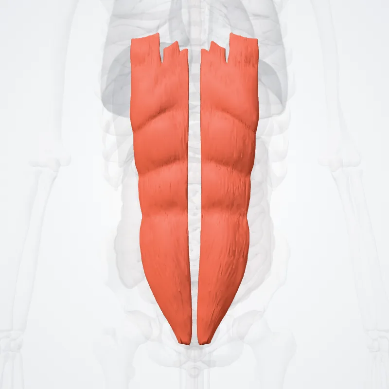 Musculus rectus abdominis (Rectus abdominis muscle) hervorgehoben in einem 3D-Modell des menschlichen Körpers