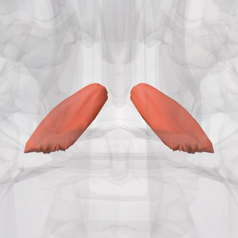 Musculus rectus anterior capitis (Rectus anterior capitis muscle) hervorgehoben in einem 3D-Modell des menschlichen Körpers