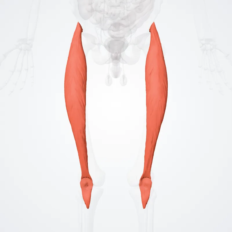 Musculus rectus femoris (Rectus femoris muscle) hervorgehoben in einem 3D-Modell des menschlichen Körpers