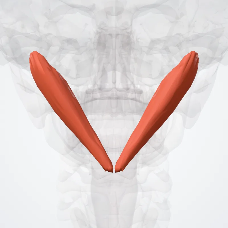 Rectus posterior major capitis muscle (Musculus rectus posterior major capitis) highlighted in a 3D model of the human body