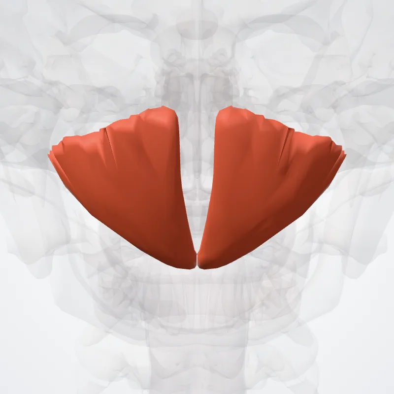 Musculus rectus posterior minor capitis (Rectus posterior minor capitis muscle) hervorgehoben in einem 3D-Modell des menschlichen Körpers
