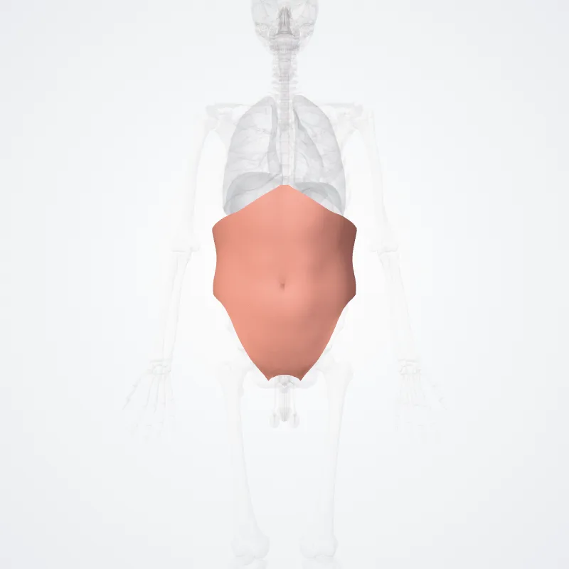 Regions of abdomen (Regiones abdominis) highlighted in a 3D model of the human body