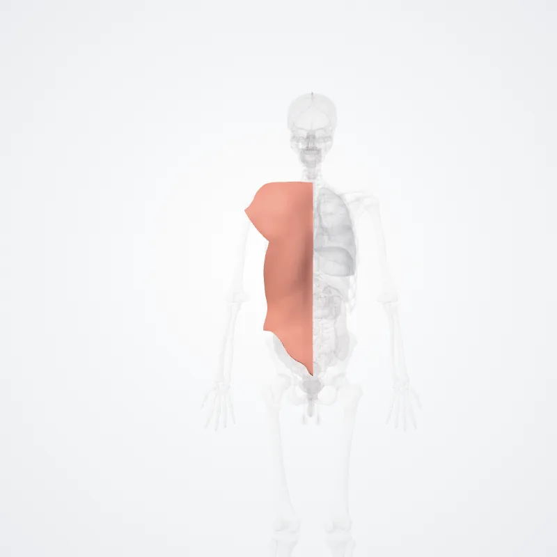 Regions of back (Regiones dorsi) highlighted in a 3D model of the human body