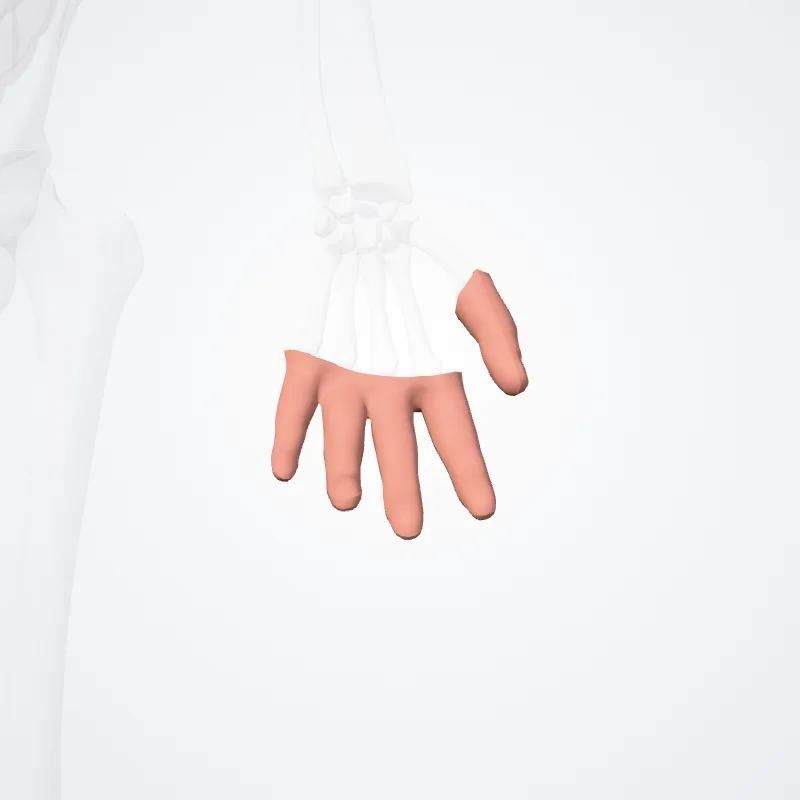 Regions of digits of hand (Regiones digitorum manus) highlighted in a 3D model of the human body