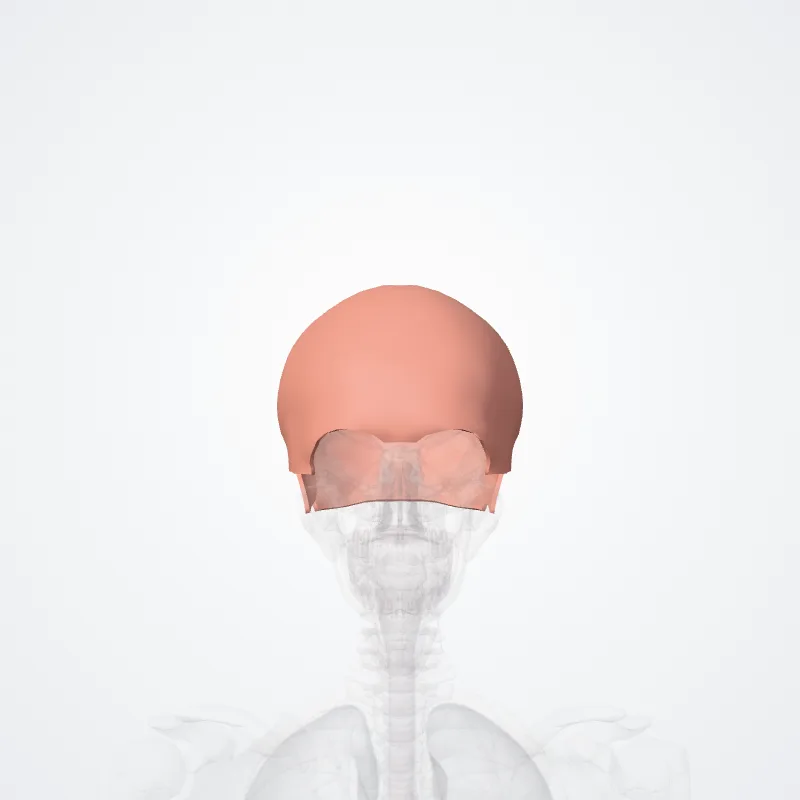 Regions of epicranium (Regiones epicranii) highlighted in a 3D model of the human body