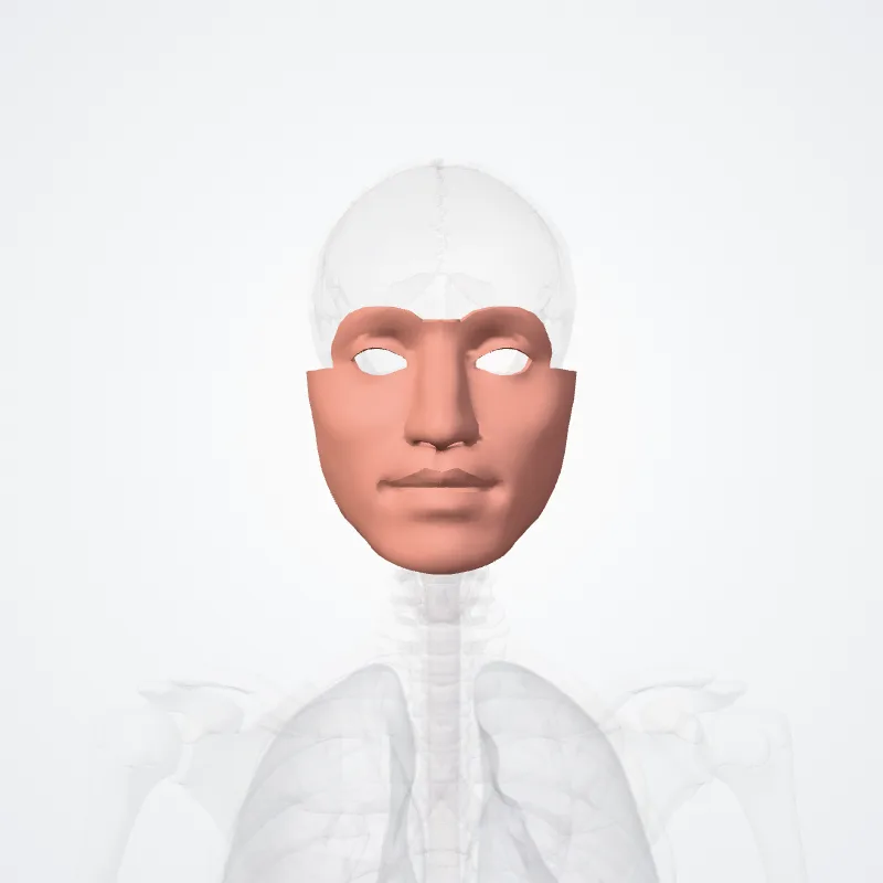 Regiones faciei (Regions of face) hervorgehoben in einem 3D-Modell des menschlichen Körpers