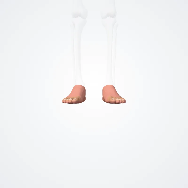 Regions of foot (Regiones pedis) highlighted in a 3D model of the human body