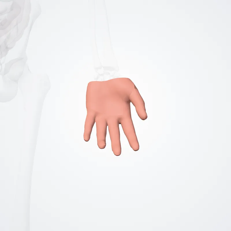 Regiones manus (Regions of hand) hervorgehoben in einem 3D-Modell des menschlichen Körpers