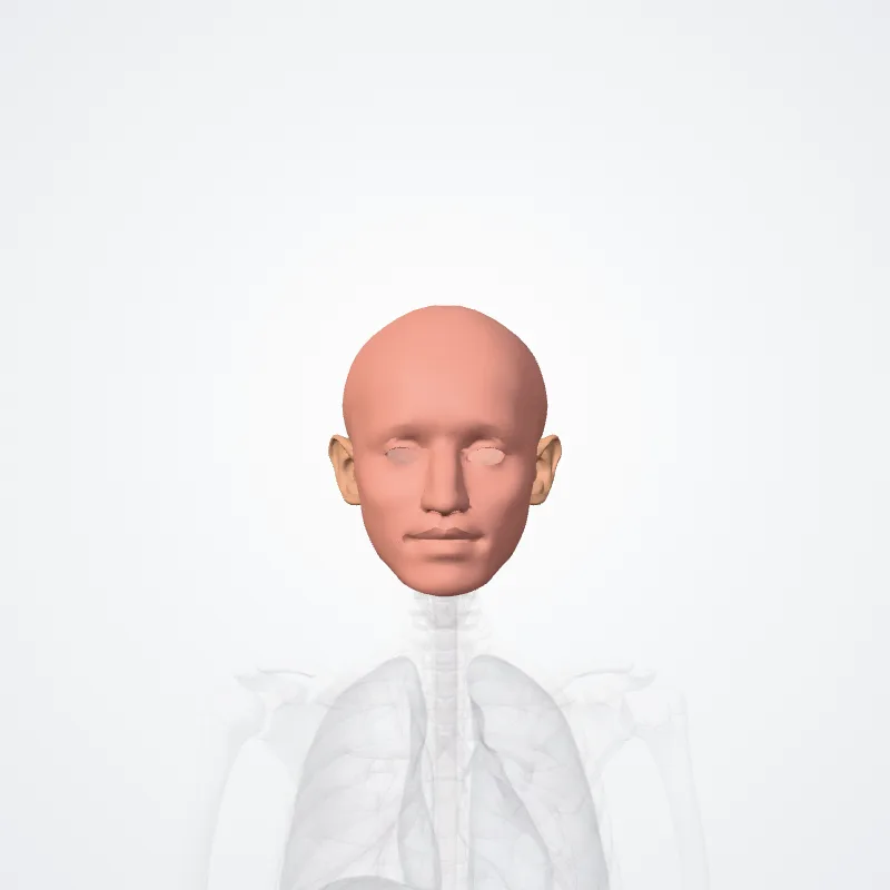 Regiones capitis (Regions of head) hervorgehoben in einem 3D-Modell des menschlichen Körpers
