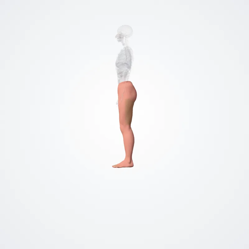 Regions of lower limb (Regiones membri inferioris) highlighted in a 3D model of the human body