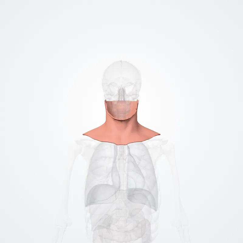 Regiones colli (Regions of neck) hervorgehoben in einem 3D-Modell des menschlichen Körpers