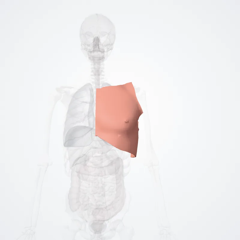 Regiones thoracis (Regions of thorax) hervorgehoben in einem 3D-Modell des menschlichen Körpers