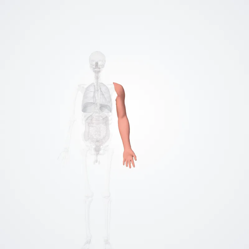Regiones membri superioris (Regions of upper limb) hervorgehoben in einem 3D-Modell des menschlichen Körpers