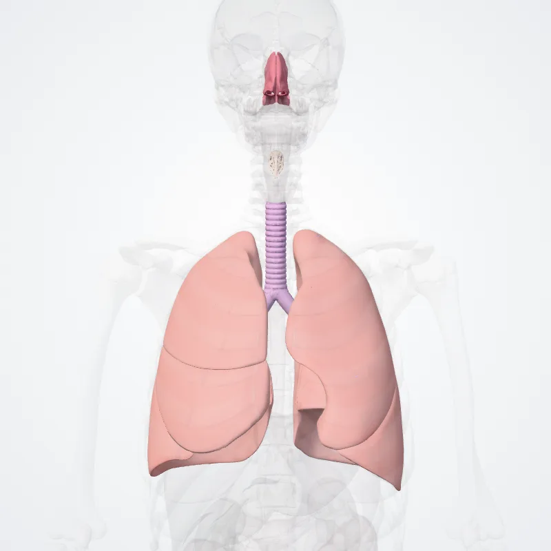 Respiratory system (Systema respiratorium) highlighted in a 3D model of the human body
