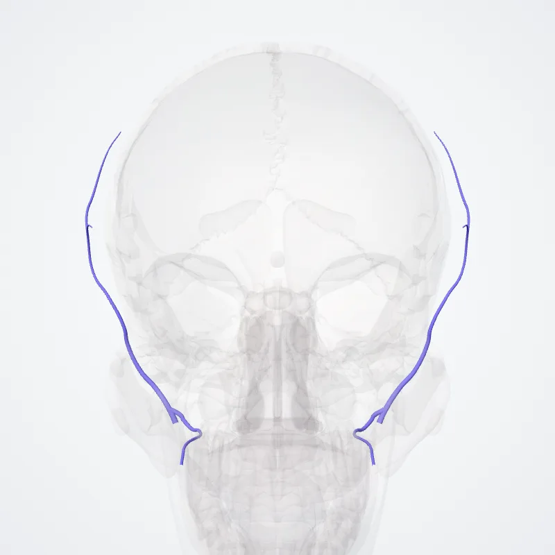 Vena retromandibularis (Retromandibular vein) hervorgehoben in einem 3D-Modell des menschlichen Körpers
